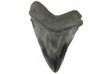 Fossil Megalodon Tooth - South Carolina #169305-2